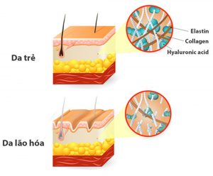 Hình ảnh thể hiện sự tương đồng giữa Collagen và Elastin trong cấu tạo làn da